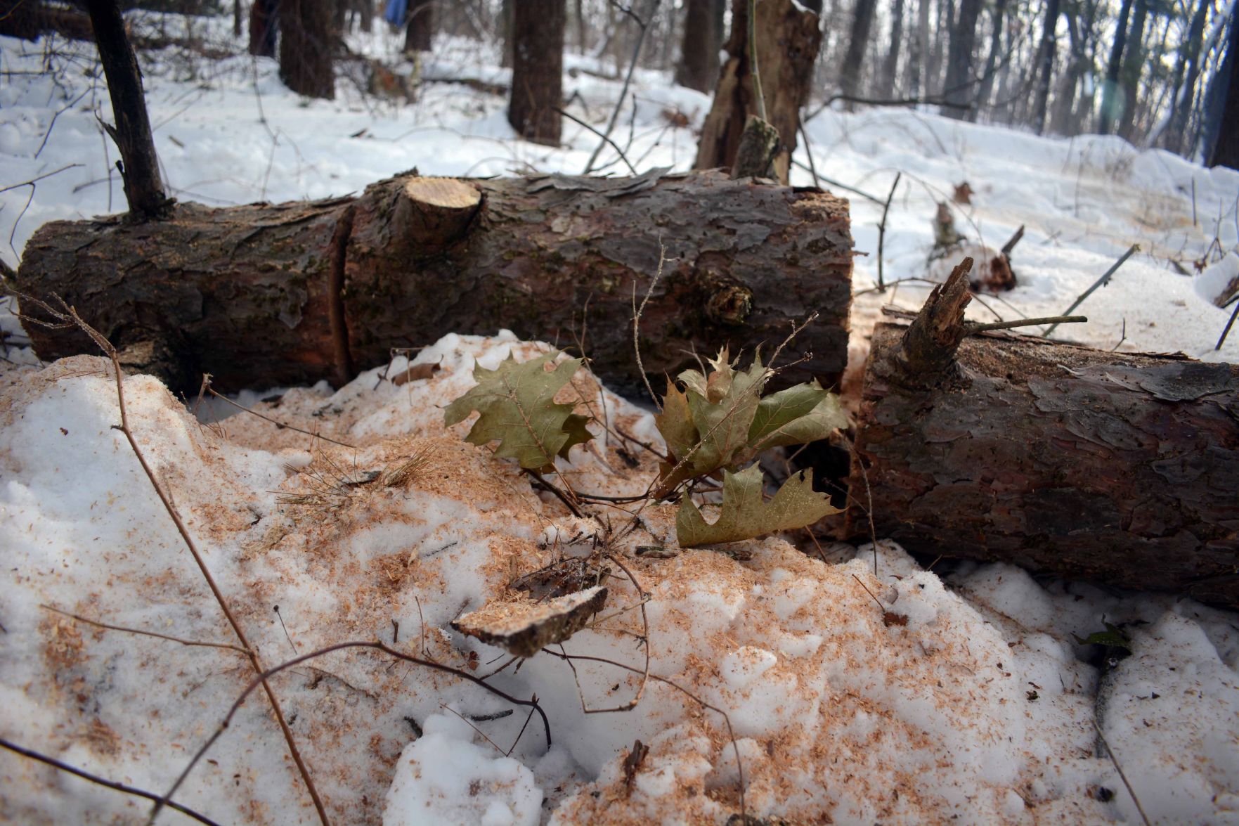 Devil's Lake east bluff stewardship work